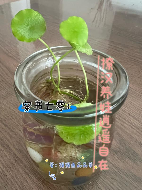 穿越七零撩男神免费阅读