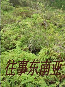 缅北逃回来